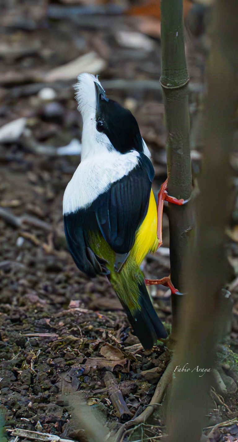 Operating Birds Birding Lodges of the World: Birds and Breakfast, Costa Rica - 10,000 Birds