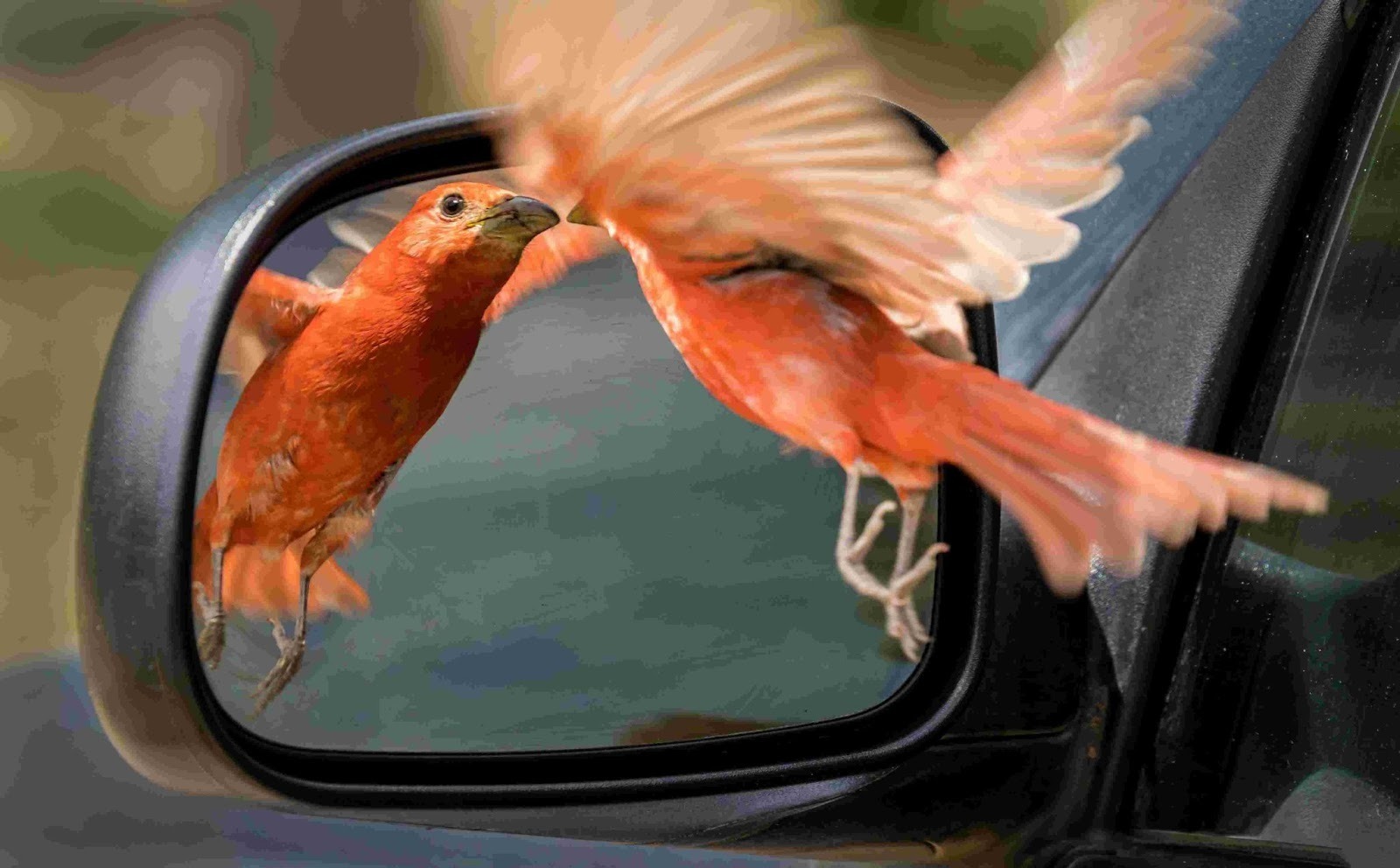 Urban Green Corridors: How Cities Are Creating Bird-Friendly Pathways