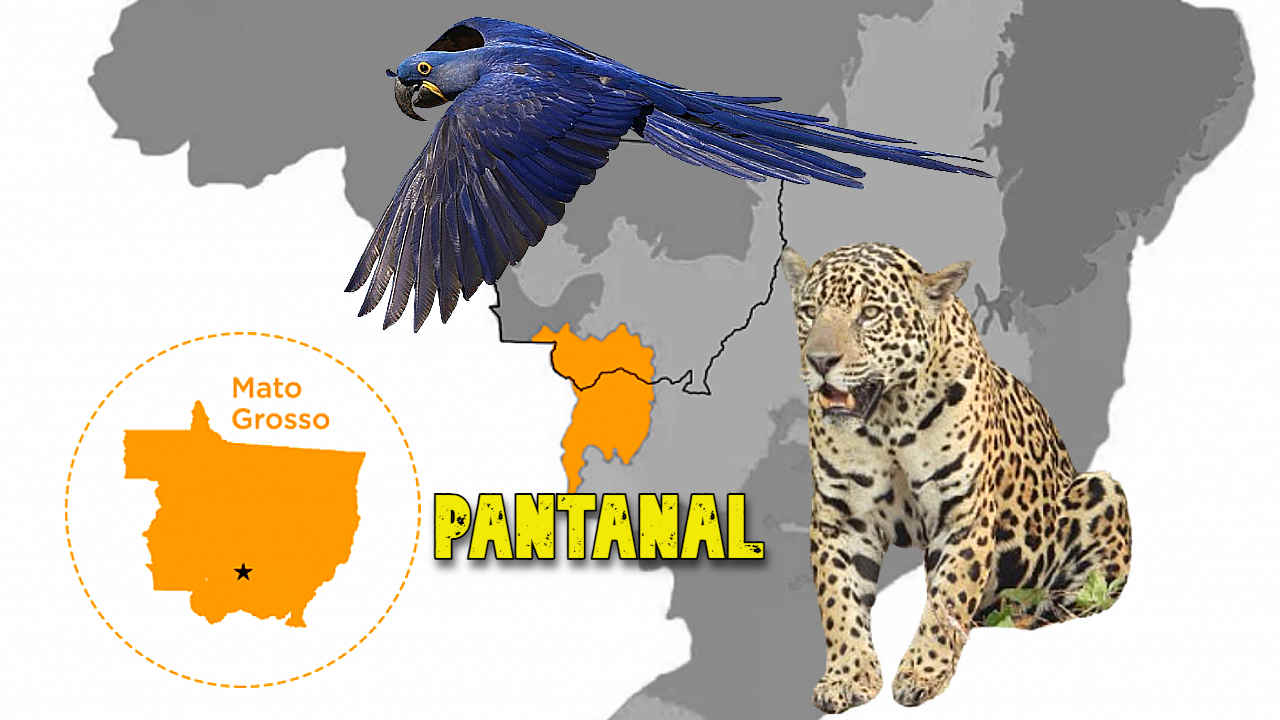 South Pantanal, Mato Grosso, Brazil – Profile for Birders
