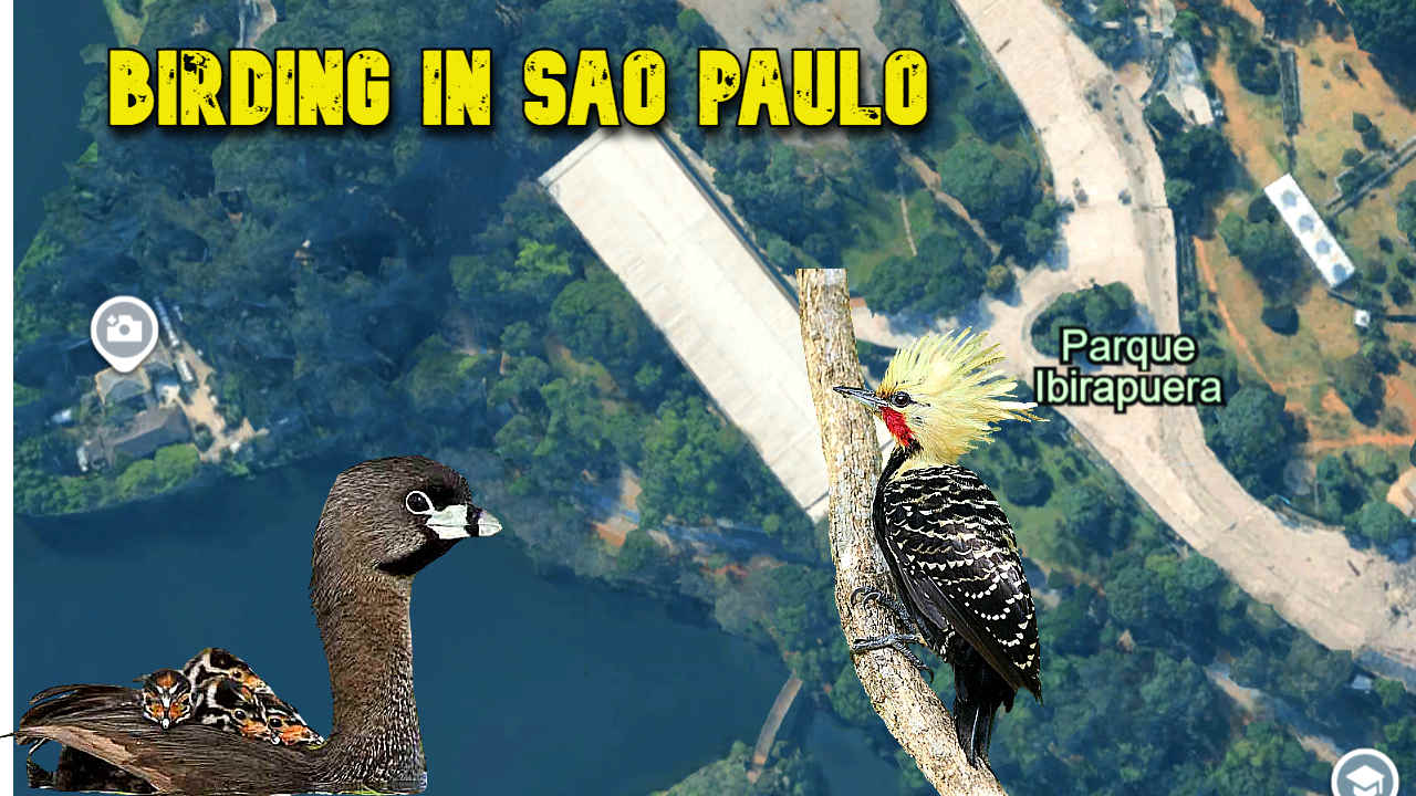 Sao Paolo, Brazil – Profile for Birders