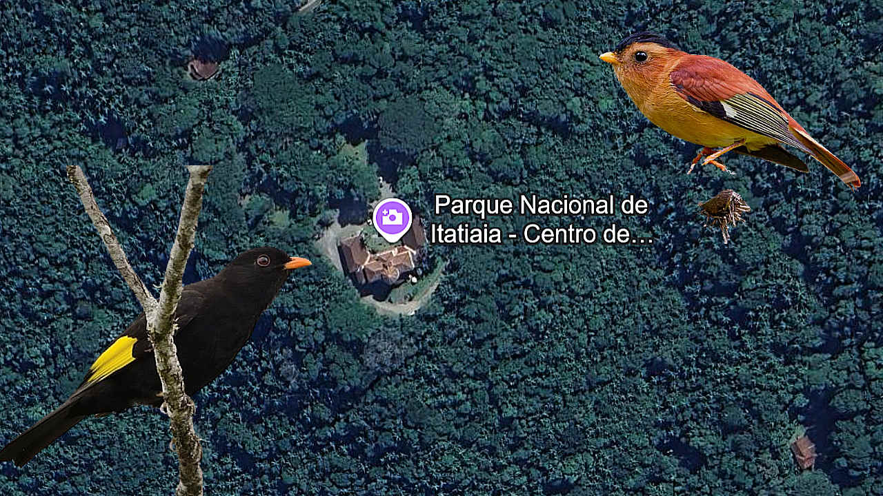 Itatiaia, Rio de Janeiro, Brazil – Profile for Birders