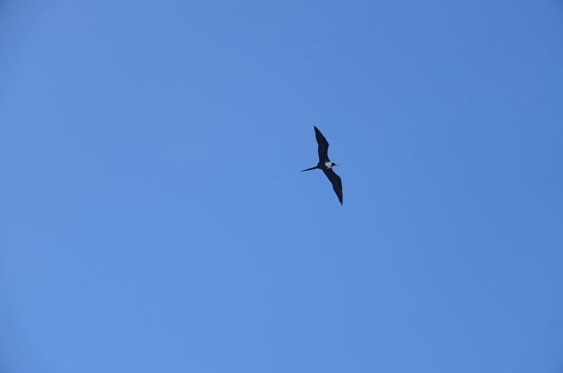 frigatebird flying in the blue sky