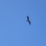 frigatebird flying in the blue sky