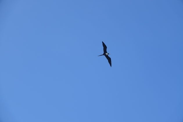 Bahama Frigatebird – Haiku