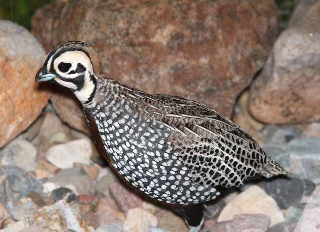 Let’s Talk About Quails