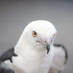 close up of a swallow-tailed kite