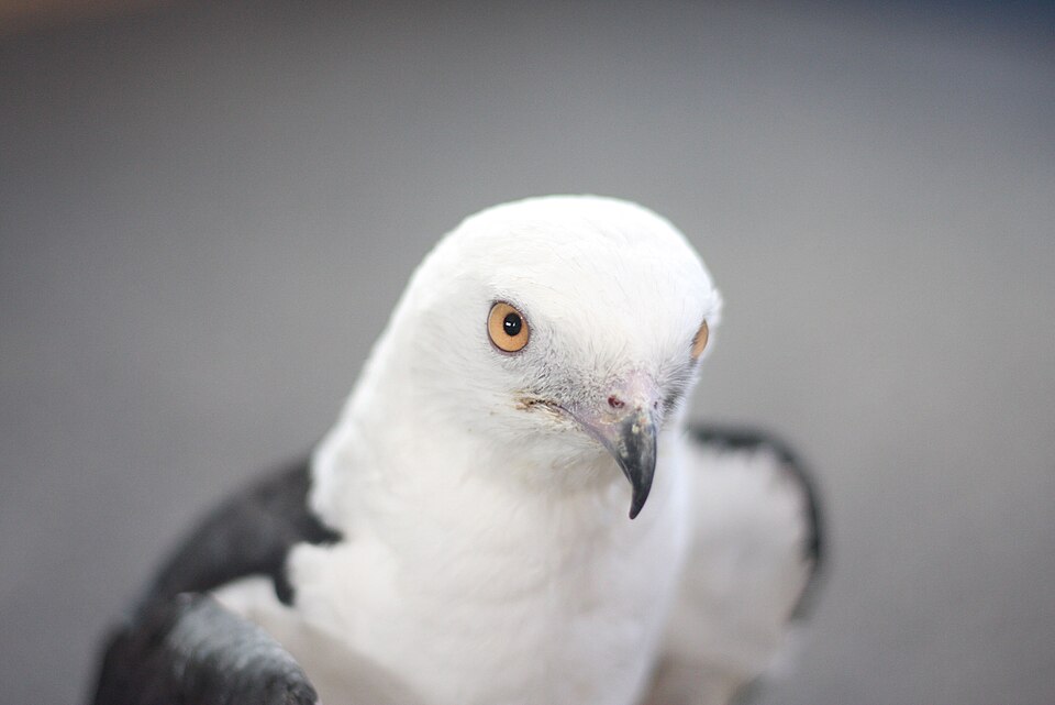 close up of a swallow-tailed kite