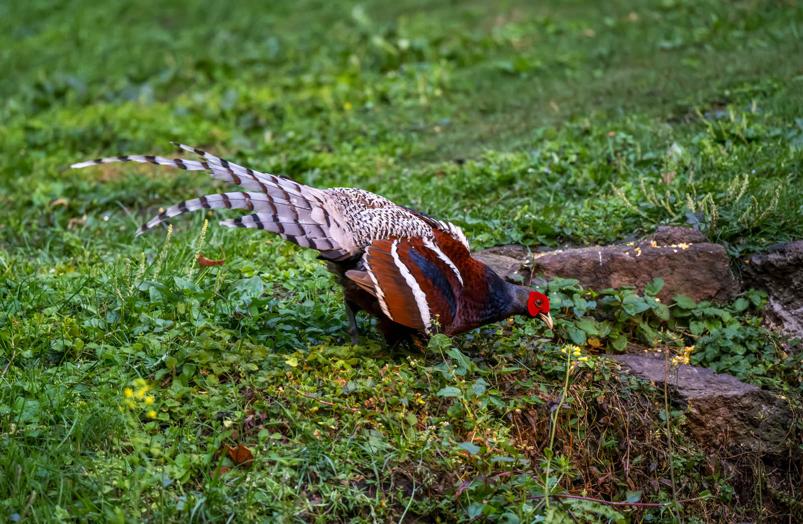 Species Spotlight: Mrs. Hume’s Pheasant - 10,000 Birds
