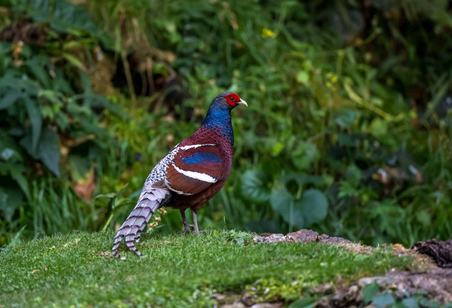 Species Spotlight: Mrs. Hume’s Pheasant - 10,000 Birds