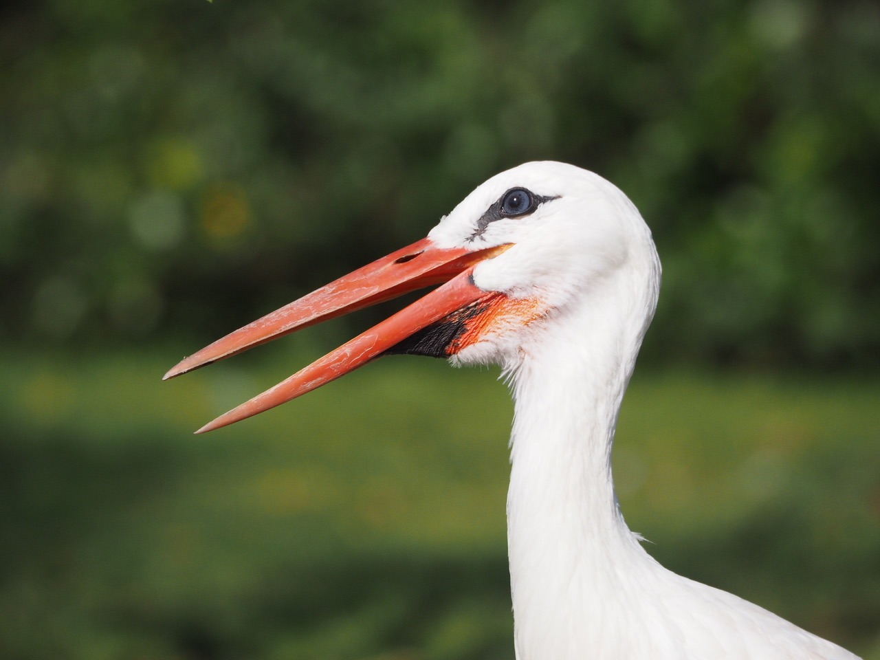 Storks in London – you can’t be serious!