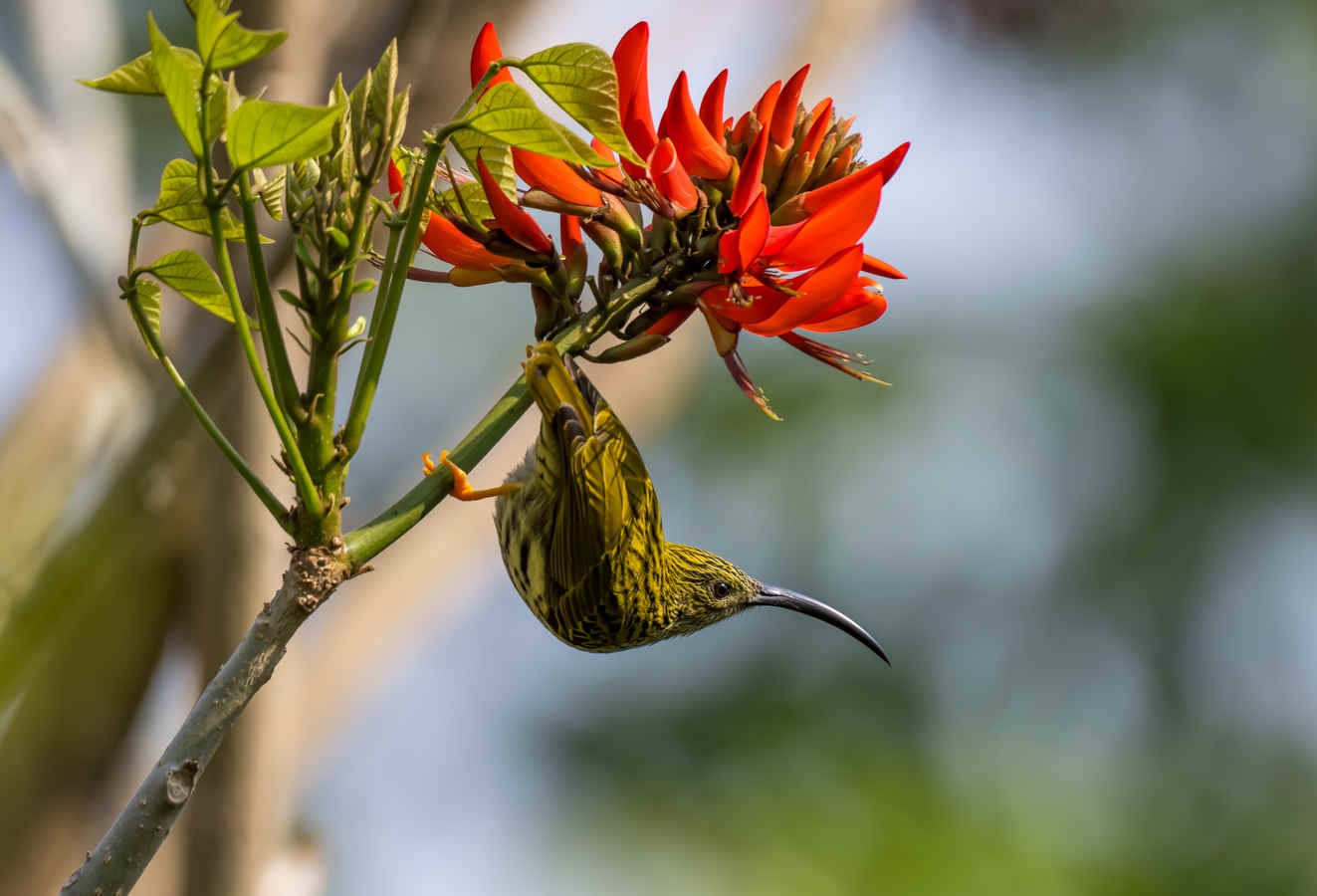 Species Spotlight: Streaked Spiderhunter