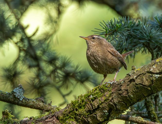 Eurasian Wren