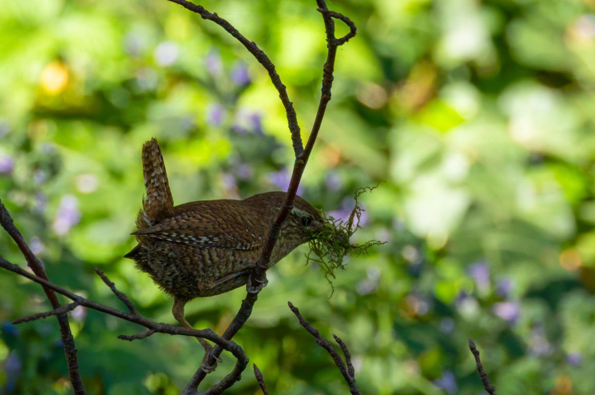 Eurasian Wren