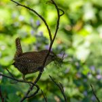 Eurasian Wren
