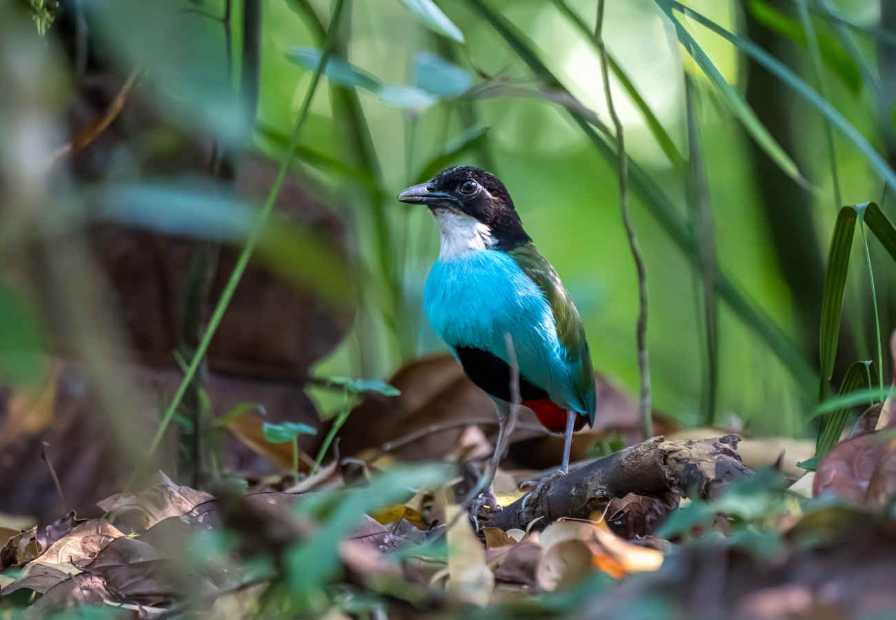 Species Spotlight: Azure-breasted Pitta