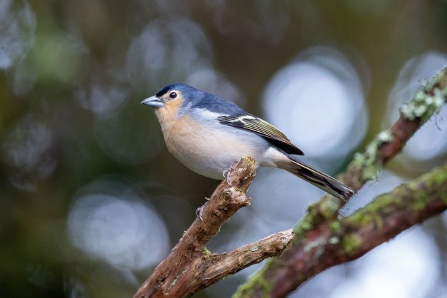 Canaries and Coursemates: University Fieldtrip to Tenerife