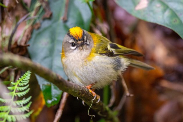 Birding the Hawaii of Europe: A Few Days in Madeira