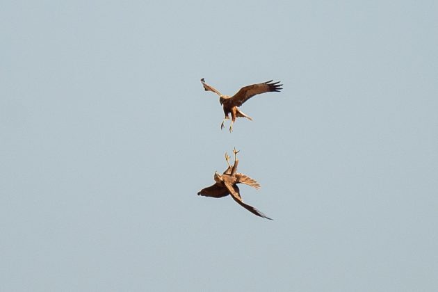 Summer Birding in Otmoor, Oxfordshire