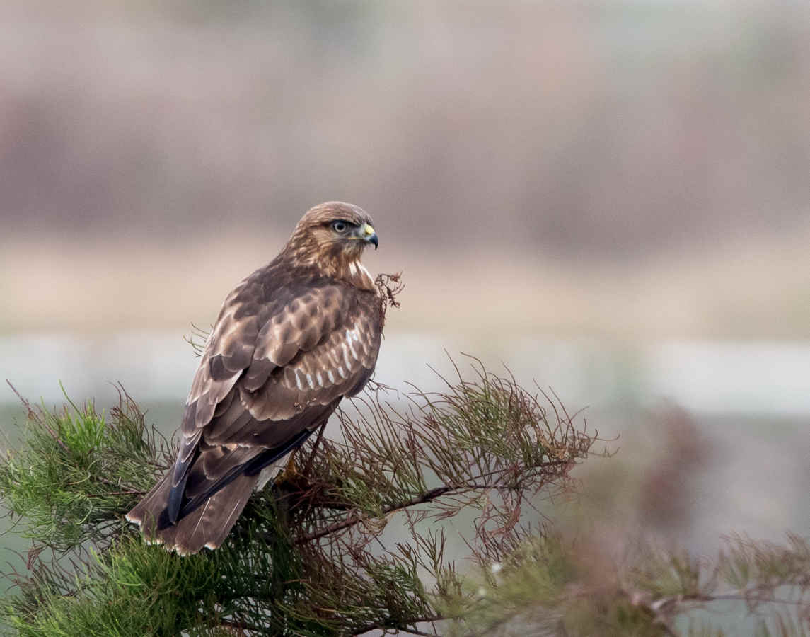 Ask a Bird Guide: In your area, what is the general attitude toward birds among local people?