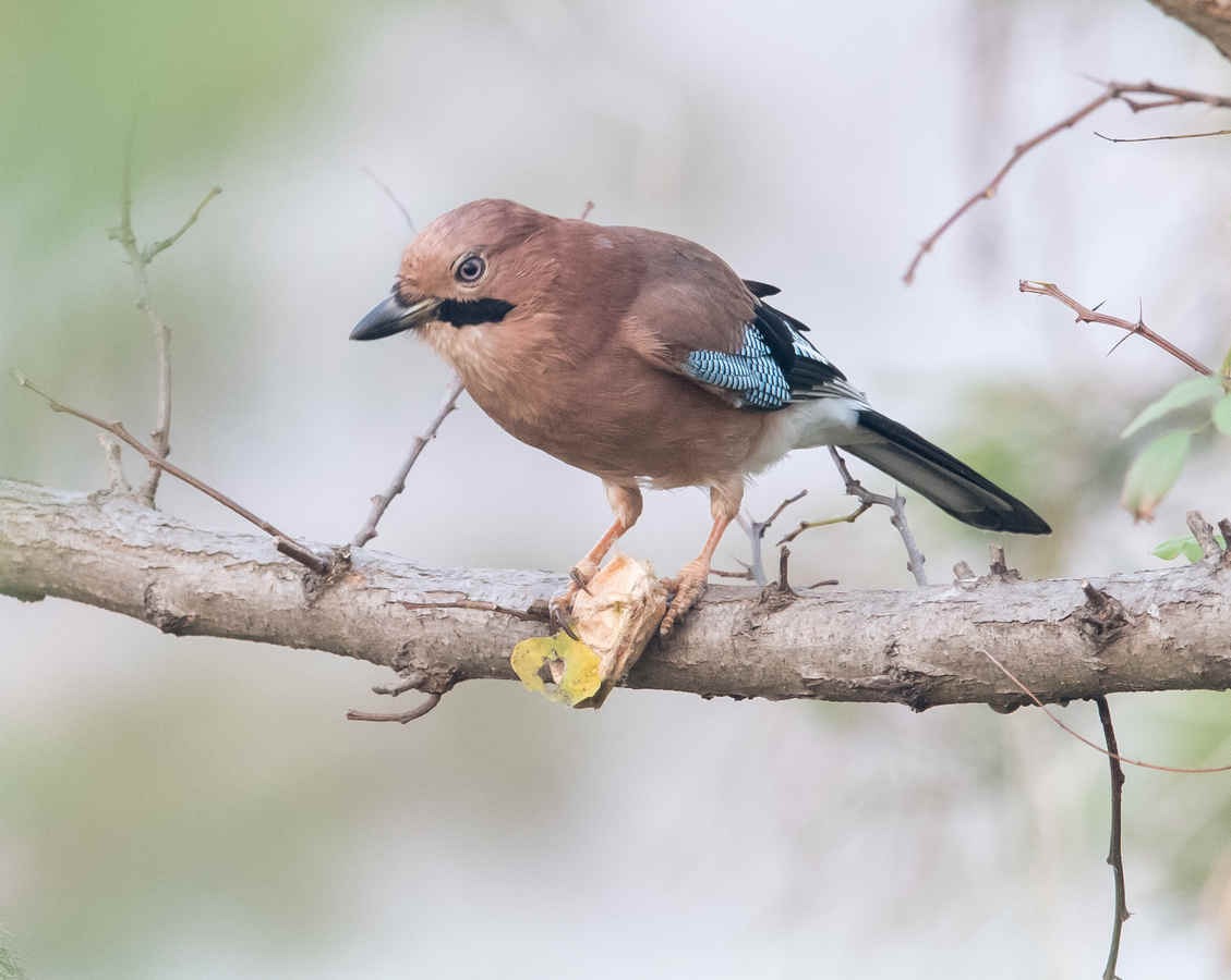 Ask a Bird Guide: Has birding changed for the better or worse in recent years?