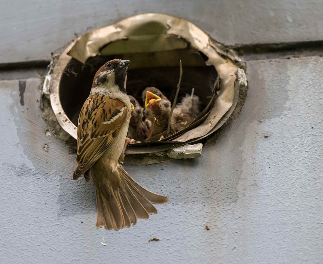 No Bird Left Behind… Except on Mars?