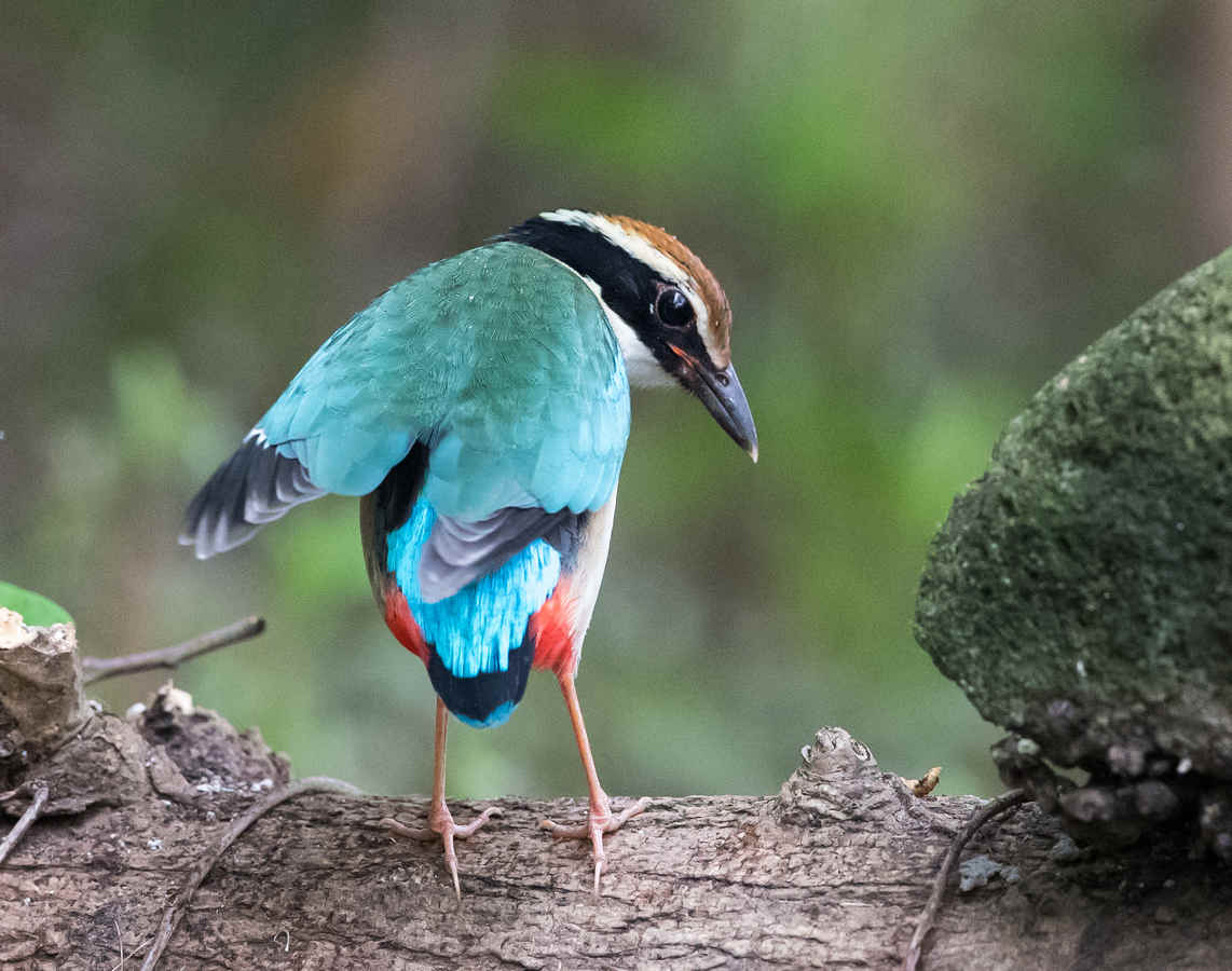 Three Photos: Fairy Pitta