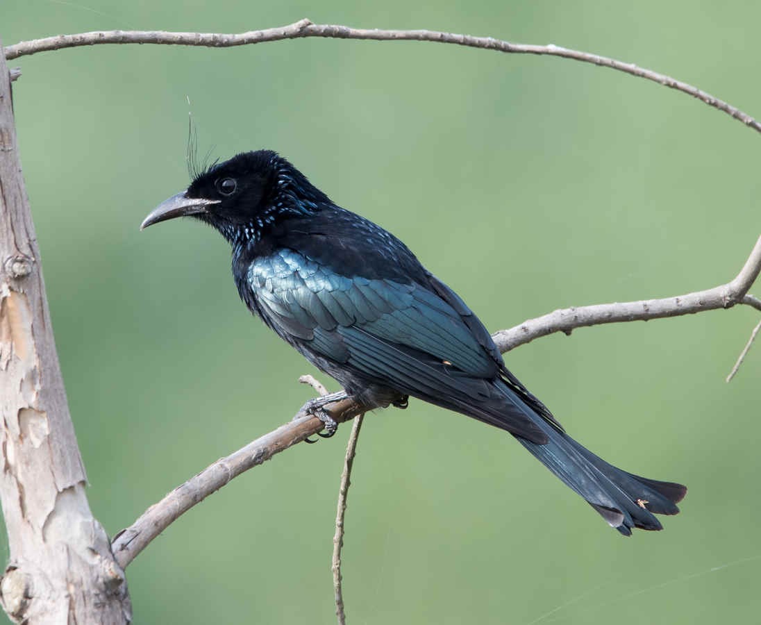 Ask a Bird Guide: What part of bird guiding do clients never see?