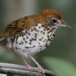 close up of a Wood Thrush