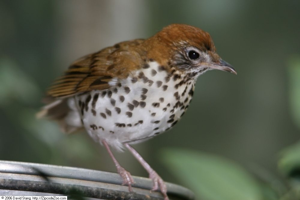 close up of a Wood Thrush