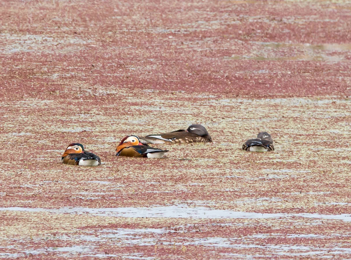 Ask a Bird Guide: Which bird in your area is most overrated?