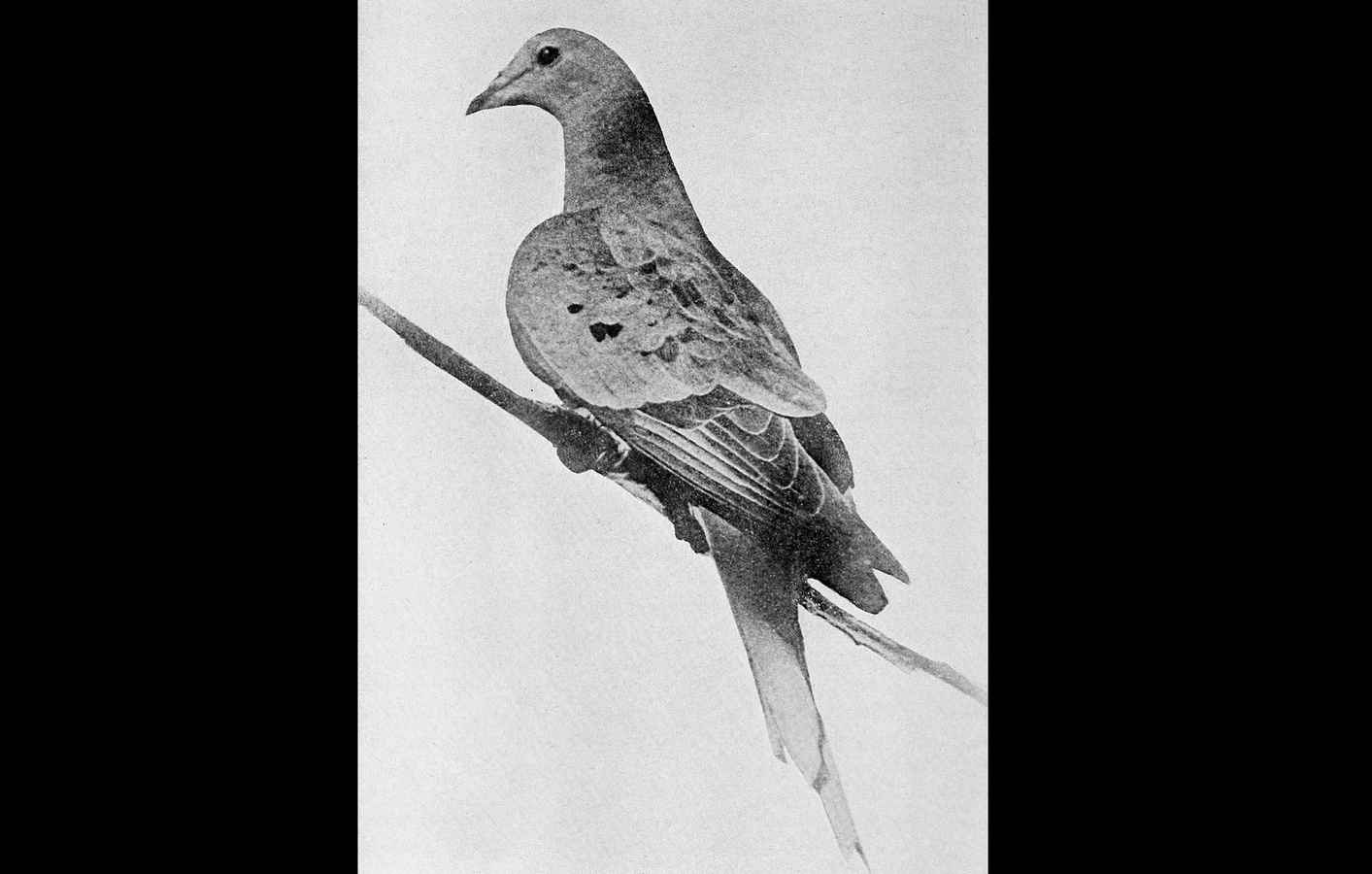 Nine Birds Famous As Individuals