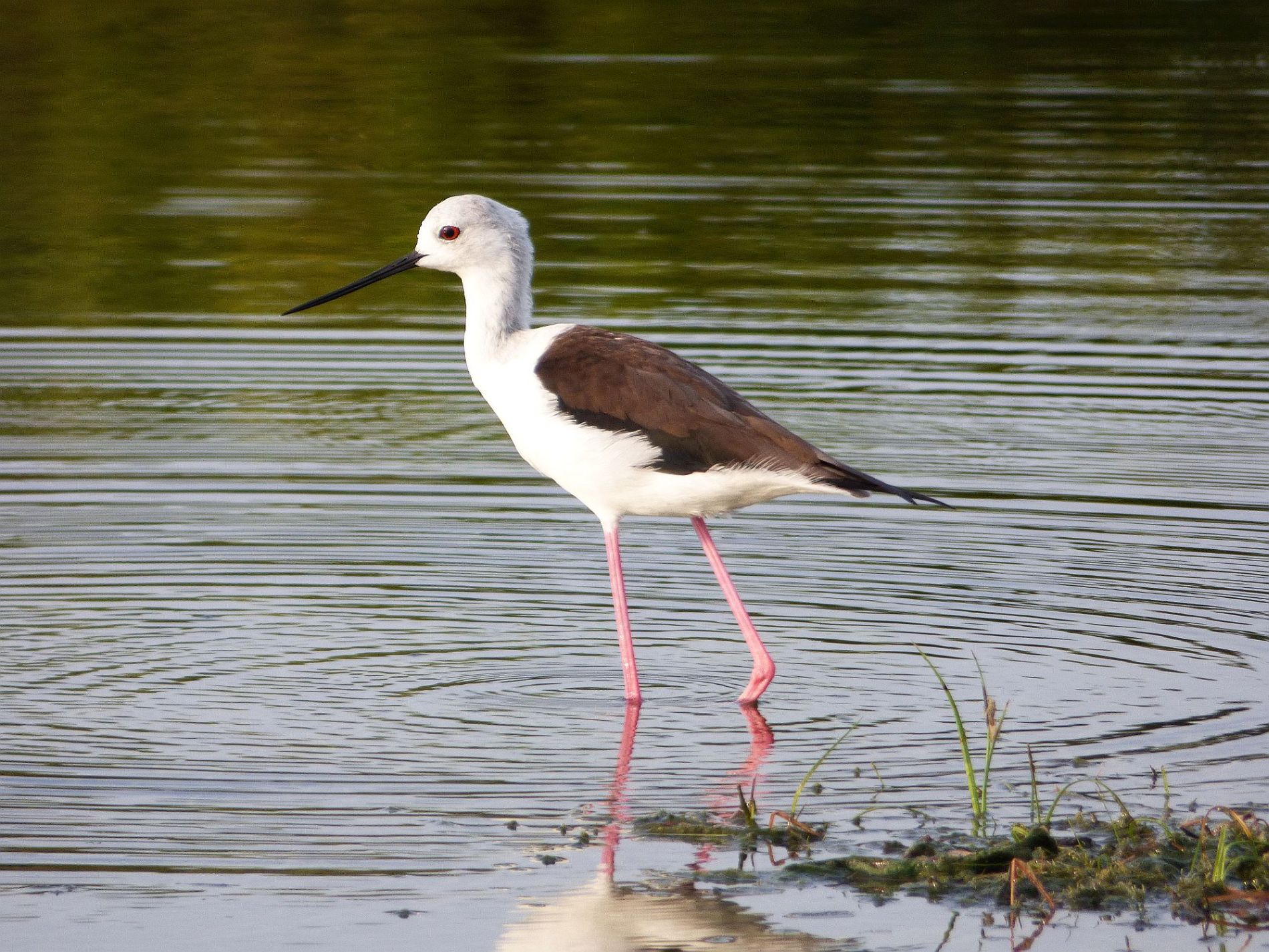 Waterfowl and Waders in Mannar’s Mudflats, Sri Lanka