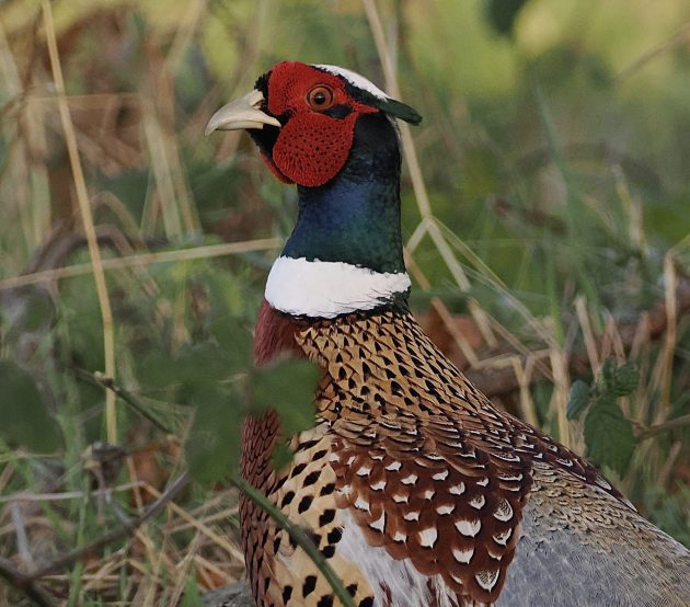 Feathered aliens: friends and foes