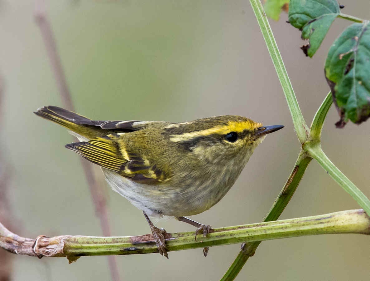 Ask a Bird Guide: What makes a client memorable—for good or bad reasons?