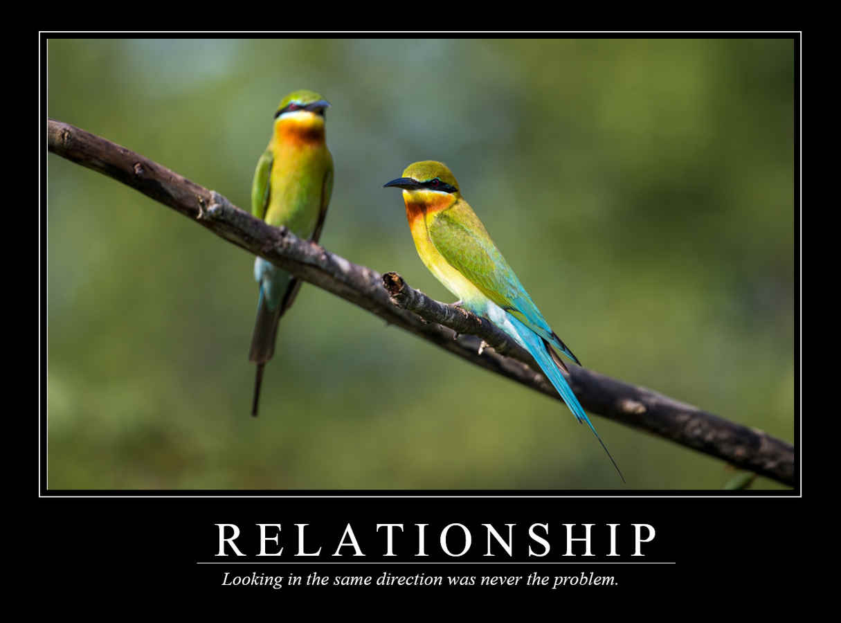 Demotivational Posters for Birds (XXXIV)