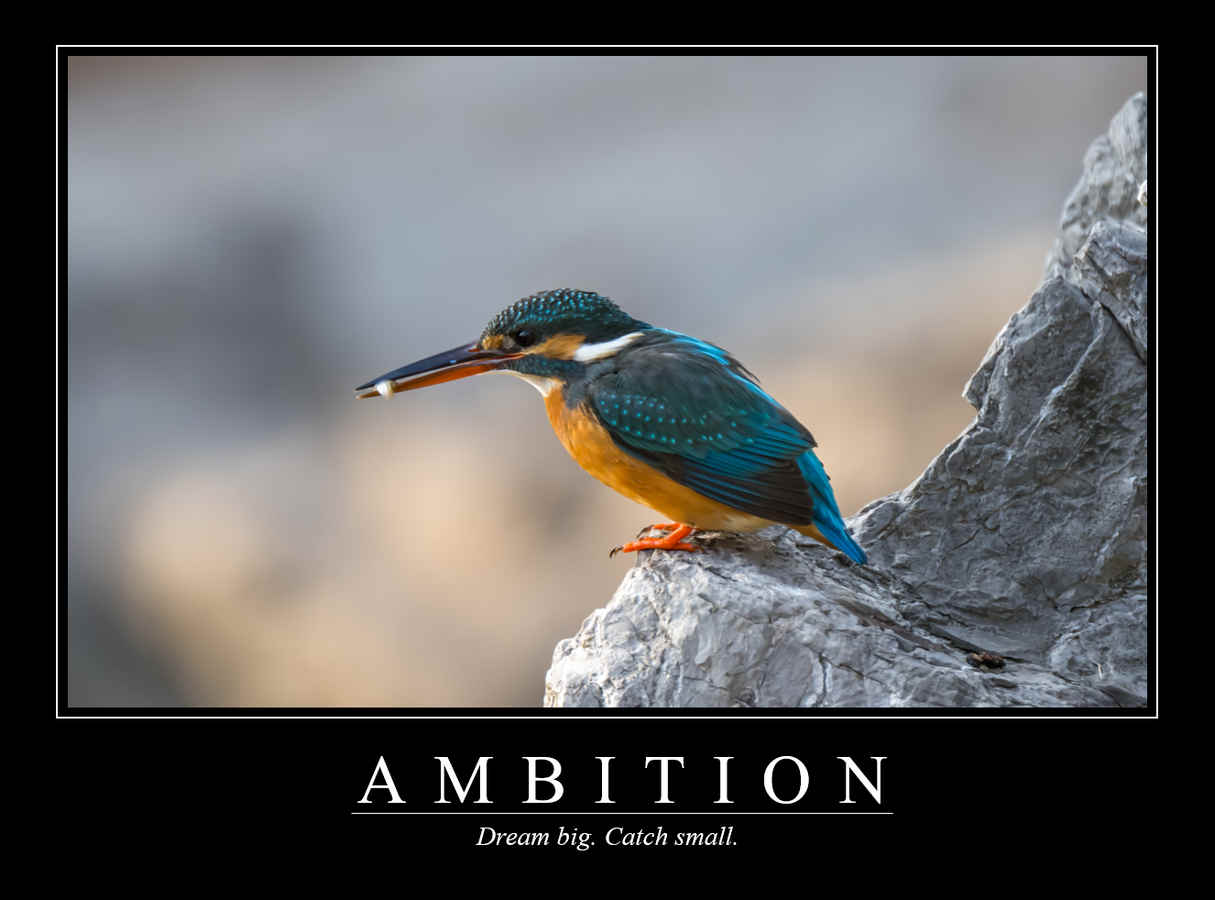 Demotivational Posters for Birds (XXXV)