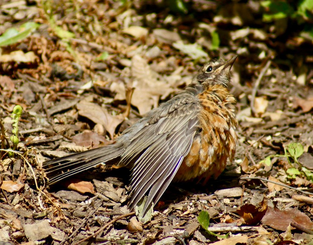 Three Photos: Bird Behavior in Central Park, NYC