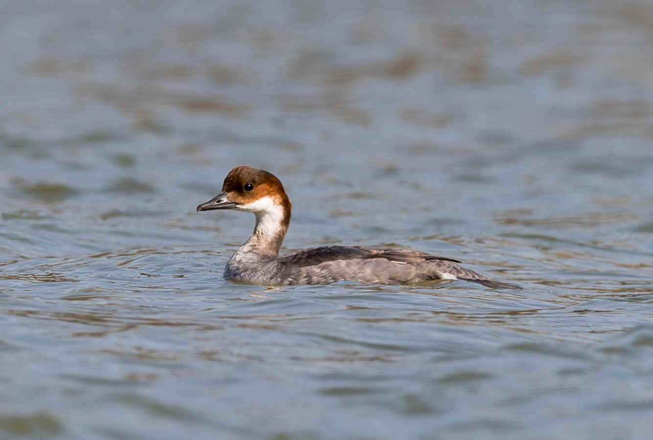 Ask a Bird Guide: What still surprises you about birds?