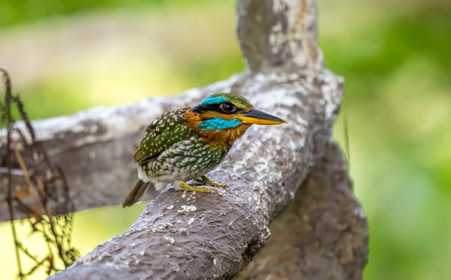 Species Spotlight: Spotted Wood Kingfisher
