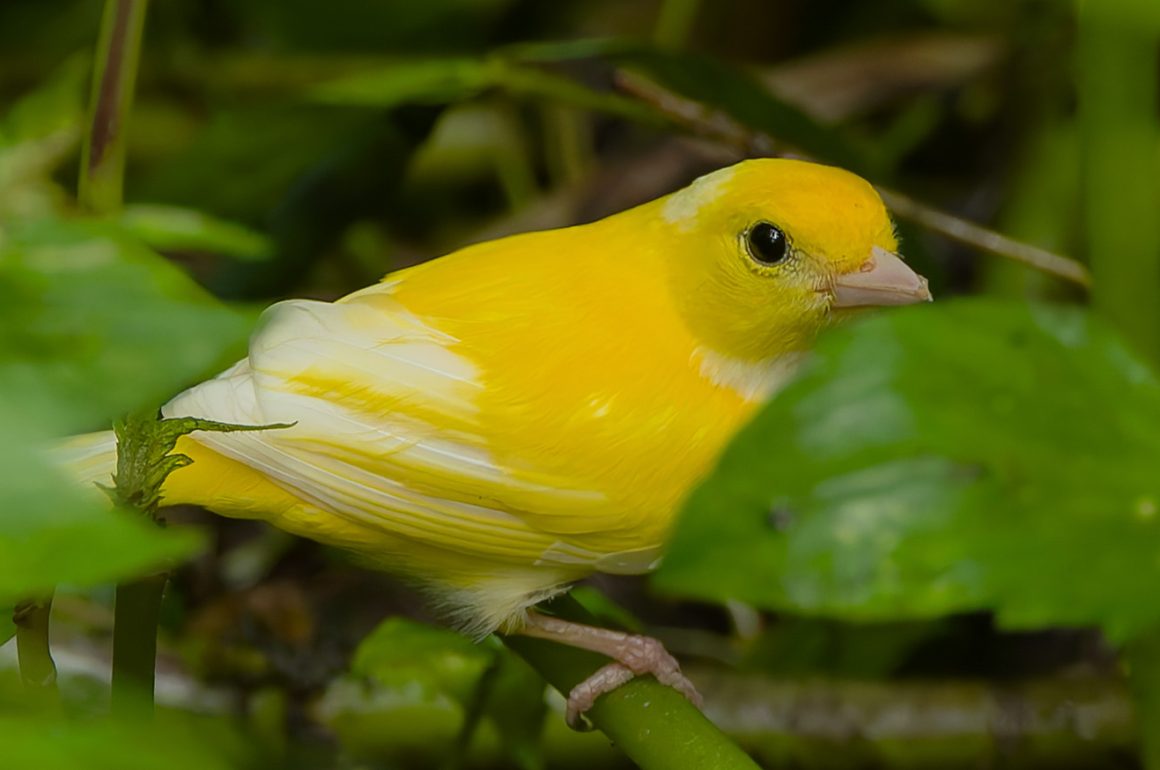 Leucistic Tanager
