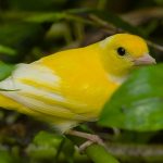 Leucistic Tanager