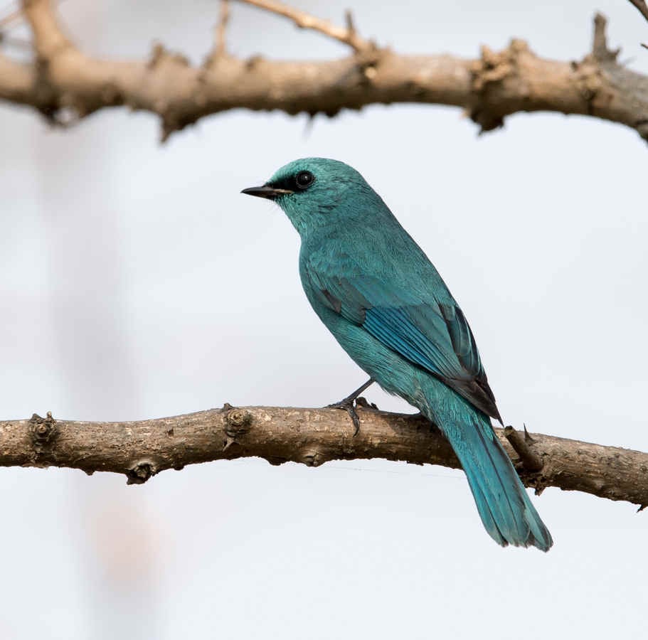 Ask a Bird Guide: If birds disappeared tomorrow, what would you do instead?