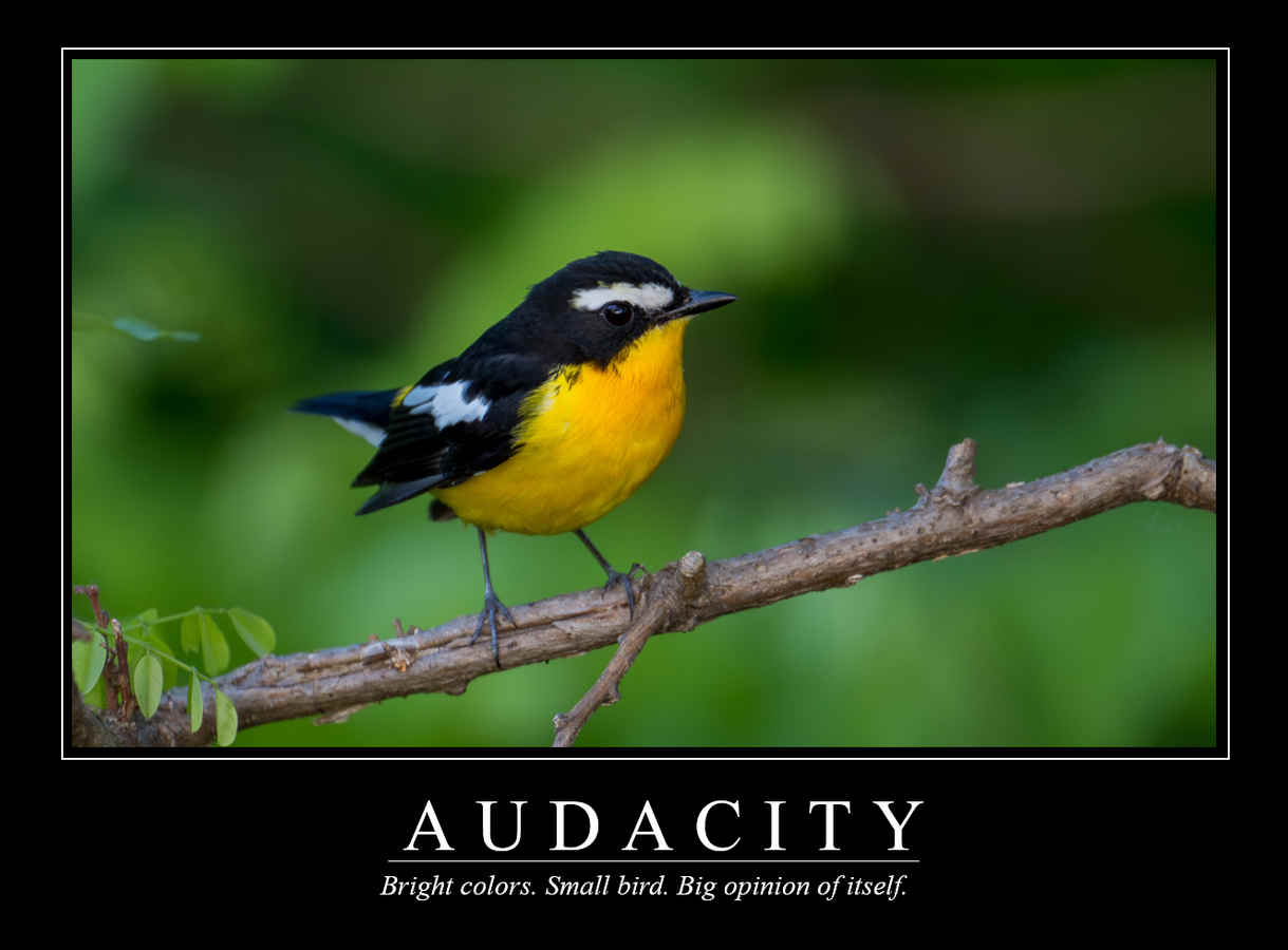 Demotivational Posters for Birds (XXXVI)