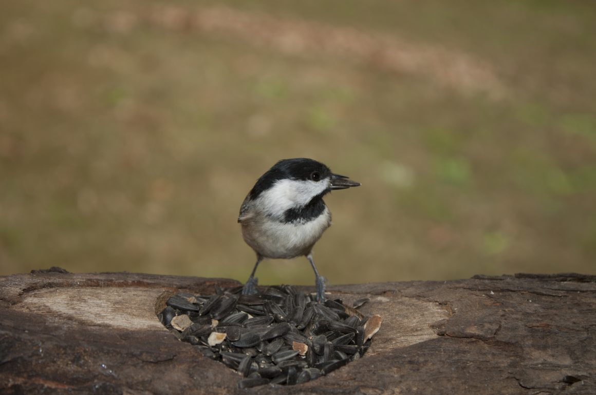 carolina chickadee