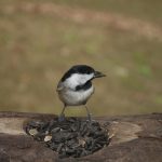 carolina chickadee