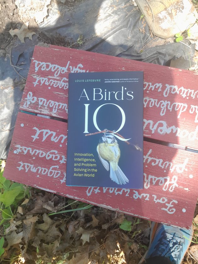 A Bird’s IQ