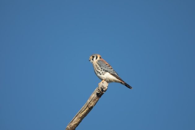 An American Kestrel perched on top of a wooden pole