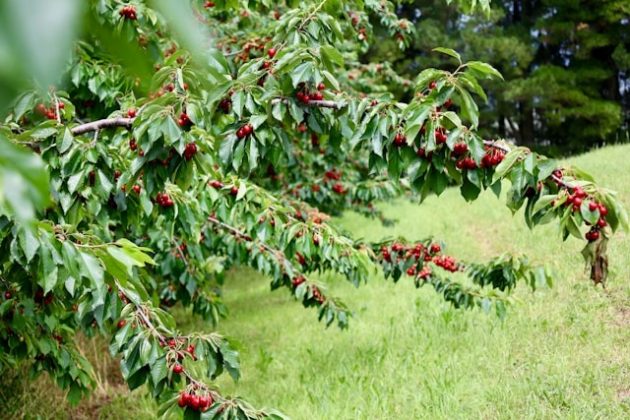 A row of trees with red berries