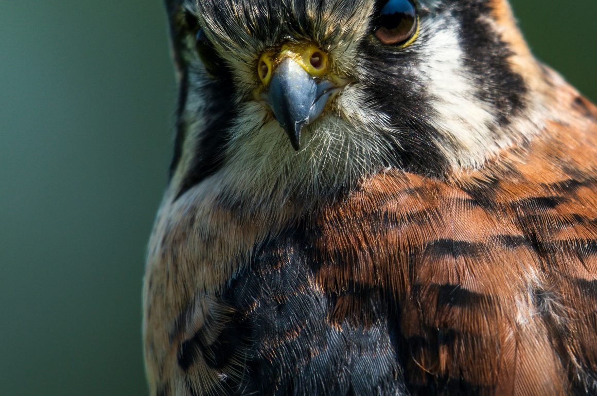 American kestrel closeup