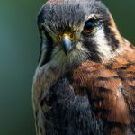 American kestrel closeup